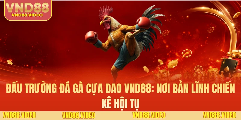 Đấu Trường Đá Gà Cựa Dao VND88: Nơi Bản Lĩnh Chiến Kê Hội Tụ