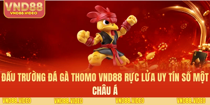 Đấu Trường Đá Gà Thomo VND88 Rực Lửa Uy Tín Số Một Châu Á