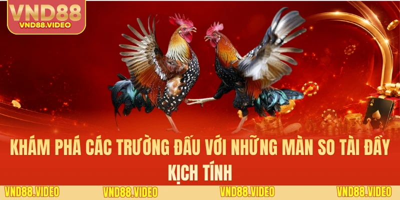 Khám phá các trường đấu với những màn so tài đầy kịch tính