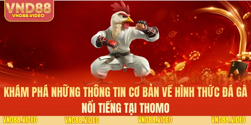 Khám phá những thông tin cơ bản về hình thức đá gà nổi tiếng tại Thomo